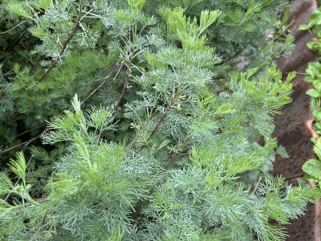 aurone-fleur aurone-fleur