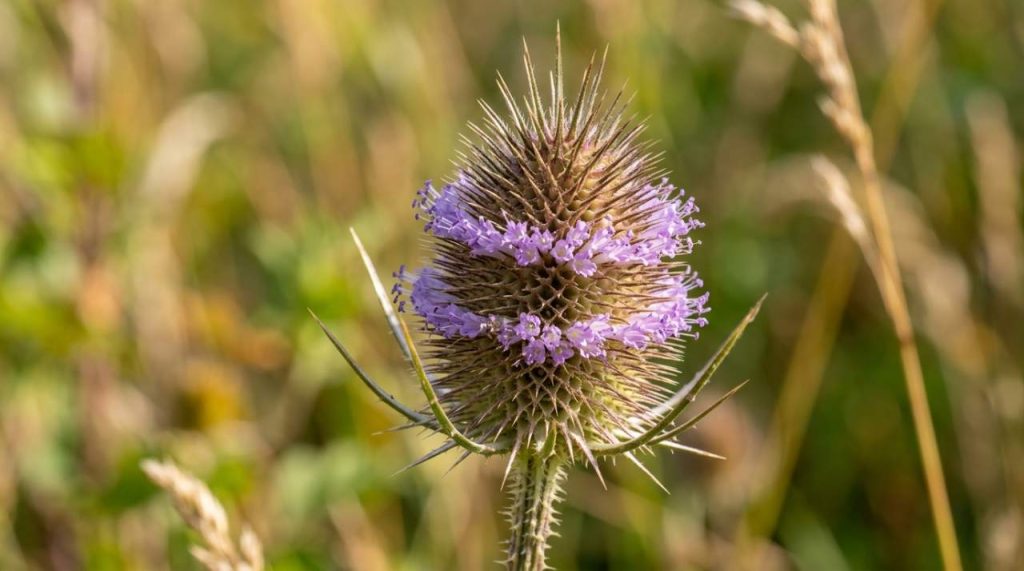 Gros plan de la fleur de cardère sauvage Fleur de cardère sauvage en gros plan
