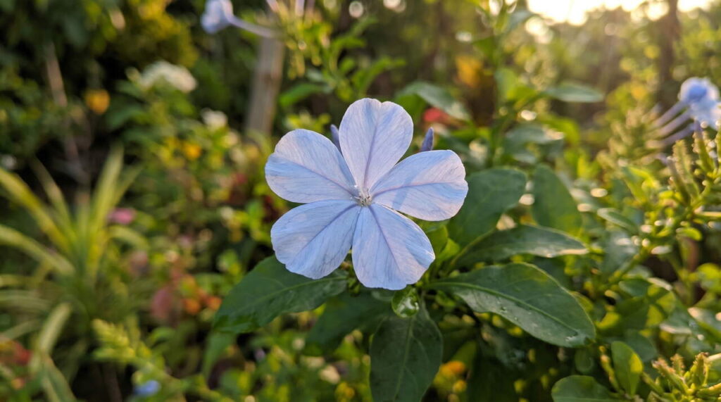 Fleur de Plumbago en gros plan