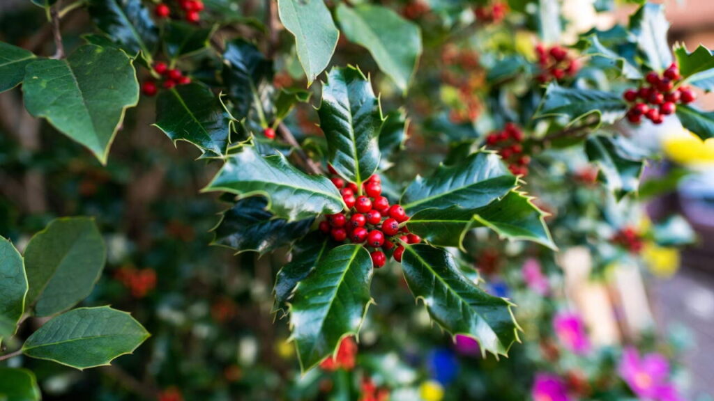 Houx Ilex aquifolium