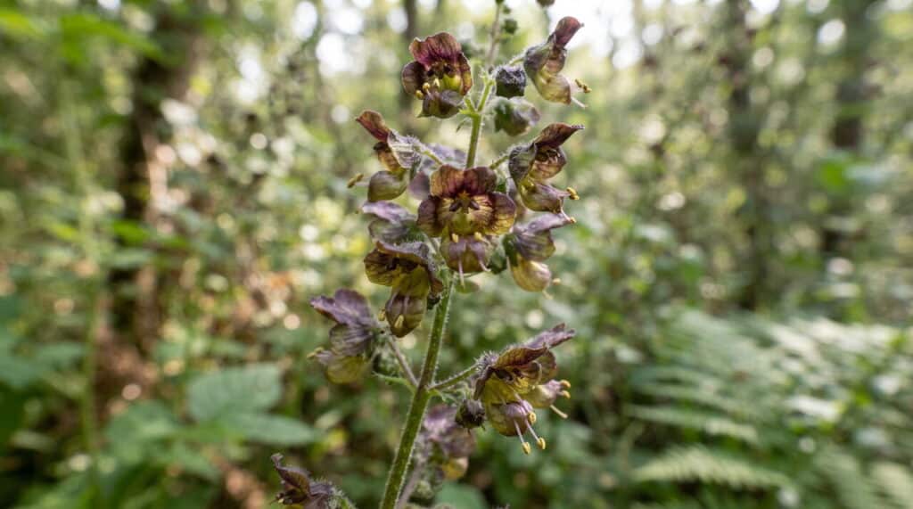 Fleurs de scrofulaire en gros plan