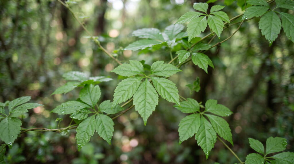 Gynostemma pentaphyllum en fleurs